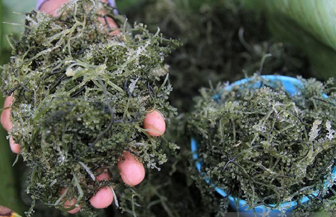 antarafoto-harga-rumput-laut-kendari-211121-jjn-1