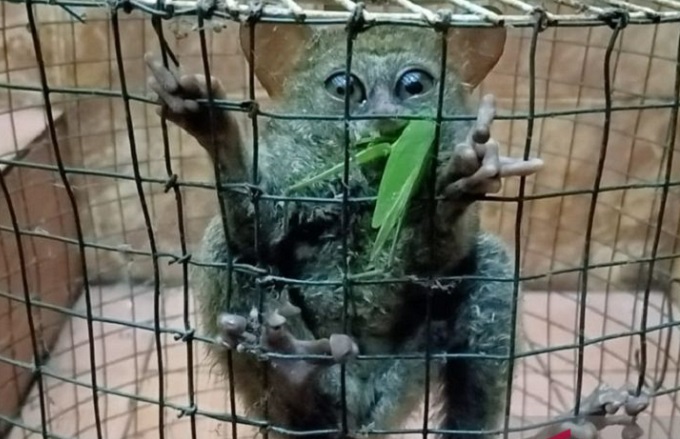 Tarsius1